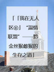 「我在无人区⑧」“温情联盟”——黔金丝猴雌猴的生存之道