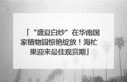 “盛夏白纱”在华南国家植物园惊艳绽放！海杧果迎来最佳观赏期