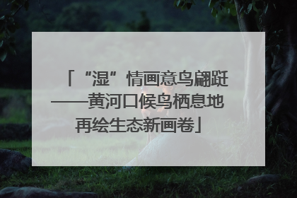“湿”情画意鸟翩跹——黄河口候鸟栖息地再绘生态新画卷
