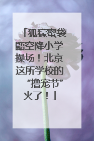 狐獴蜜袋鼯空降小学操场！北京这所学校的“撸宠节”火了！