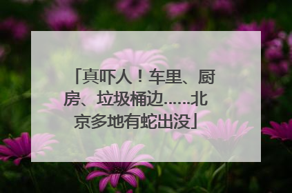 真吓人！车里、厨房、垃圾桶边……北京多地有蛇出没