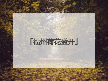 福州荷花盛开