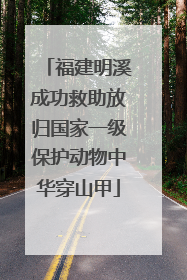 福建明溪成功救助放归国家一级保护动物中华穿山甲