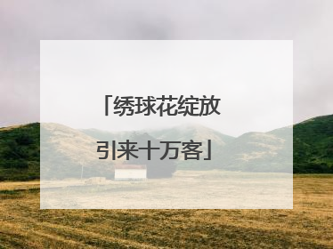 绣球花绽放 引来十万客