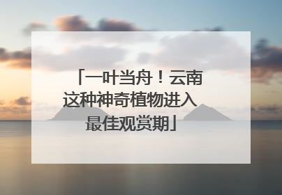一叶当舟！云南这种神奇植物进入最佳观赏期