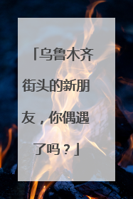 乌鲁木齐街头的新朋友，你偶遇了吗？