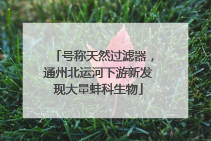 号称天然过滤器，通州北运河下游新发现大量蚌科生物