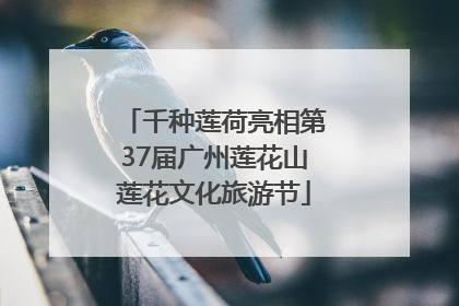 千种莲荷亮相第37届广州莲花山莲花文化旅游节