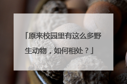 原来校园里有这么多野生动物，如何相处？