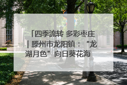四季流转 多彩枣庄｜滕州市龙阳镇：“龙湖月色”向日葵花海 绘就乡村振兴新画卷