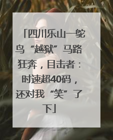 四川乐山一鸵鸟“越狱”马路狂奔，目击者：时速超40码，还对我“笑”了下