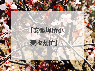 安徽埇桥小麦收割忙