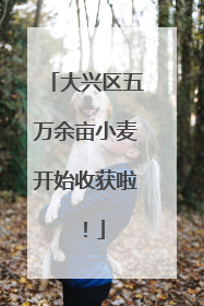 大兴区五万余亩小麦开始收获啦！