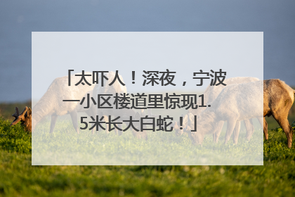 太吓人！深夜，宁波一小区楼道里惊现1.5米长大白蛇！