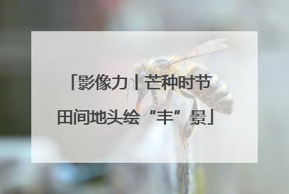 影像力丨芒种时节 田间地头绘“丰”景