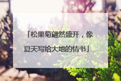 松果菊翩然盛开，像夏天写给大地的情书