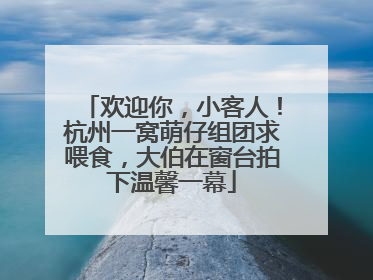 欢迎你，小客人！杭州一窝萌仔组团求喂食，大伯在窗台拍下温馨一幕