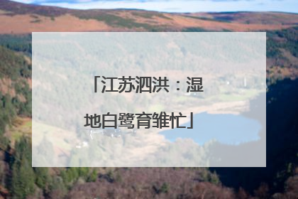 江苏泗洪：湿地白鹭育雏忙