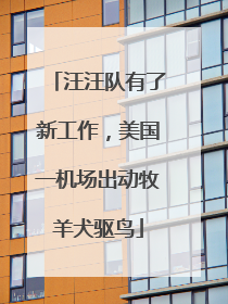 汪汪队有了新工作，美国一机场出动牧羊犬驱鸟