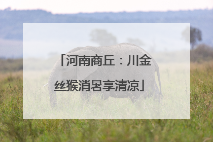 河南商丘：川金丝猴消暑享清凉