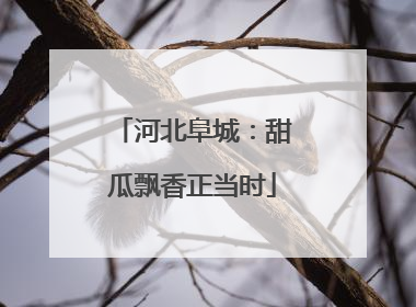 河北阜城：甜瓜飘香正当时