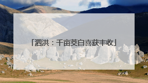 泗洪：千亩茭白喜获丰收