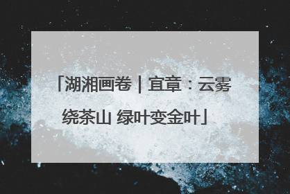 湖湘画卷｜宜章：云雾绕茶山 绿叶变金叶