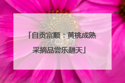 自贡富顺：黄桃成熟 采摘品尝乐翻天