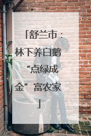 舒兰市：林下养白鹅 “点绿成金”富农家