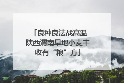 良种良法战高温 陕西渭南旱地小麦丰收有“粮”方