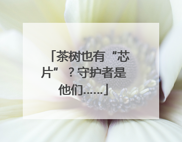 茶树也有“芯片”？守护者是他们……