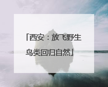 西安：放飞野生鸟类回归自然