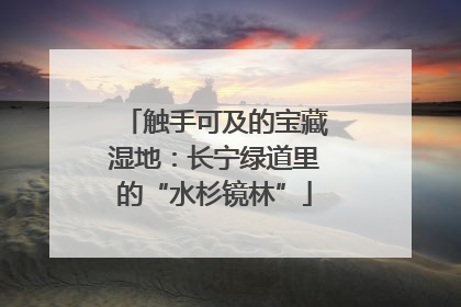 触手可及的宝藏湿地：长宁绿道里的“水杉镜林”