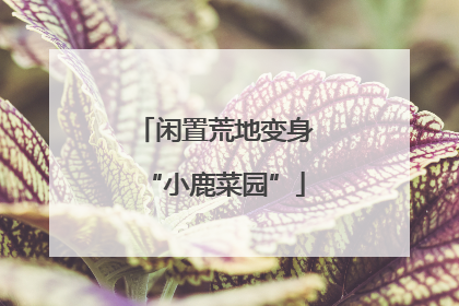 闲置荒地变身“小鹿菜园”