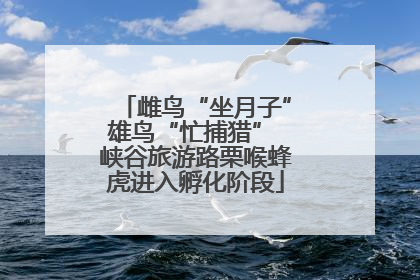 雌鸟“坐月子”雄鸟“忙捕猎” 峡谷旅游路栗喉蜂虎进入孵化阶段