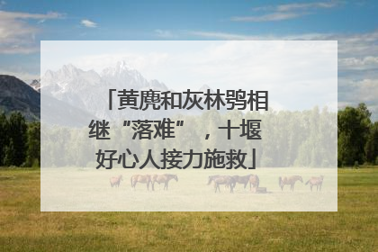 黄麂和灰林鸮相继“落难”，十堰好心人接力施救