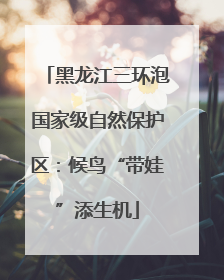 黑龙江三环泡国家级自然保护区：候鸟“带娃”添生机