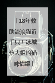 18年救助流浪猫近千只！冰城蔡大姐的猫咪情缘