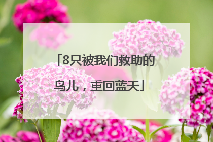 8只被我们救助的鸟儿，重回蓝天
